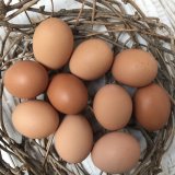 兵庫県　そらまめ農場　伸び伸びと飼育された元気な親鶏がうんだ美味しい「平飼いの卵」　10個入り