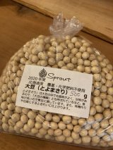 　北海道産　大豆500g（品種:とよまさり）農薬、化学肥料不使用