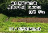 画像: 高知県の西端、宿毛市産　　「ヒノヒカリ」　白米　5キロ　（農薬不使用）
