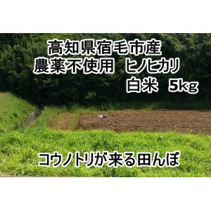 画像: 高知県の西端、宿毛市産　　「ヒノヒカリ」　白米　5キロ　（農薬不使用）