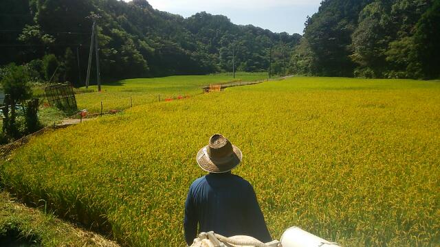 画像: 高知県の西端、宿毛市産　　「ヒノヒカリ」　玄米　2キロ　（農薬不使用）