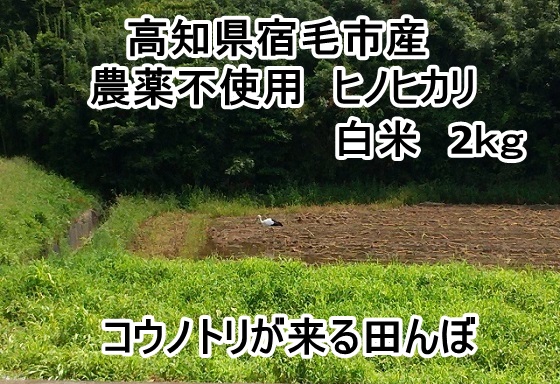 画像1: 高知県の西端、宿毛市産　　「ヒノヒカリ」　白米　２キロ　（農薬不使用）