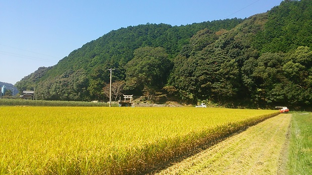 画像: 高知県の西端、宿毛市産　　「ヒノヒカリ」　玄米　5キロ　（農薬不使用）